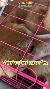 821K views · 19K reactions | Vuốt ve yêu thương bé Shiba Inu #vuachopromax | Vua Chó Promax | Facebook