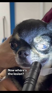 This is called a “Marcus Gunn” pupil and the test is the swinging flashlight test. Before I go on, this truly awesome video example is from @maxneurovet. He has a membership to learn more about veterinary neurology on Skool too! Check him out! ALSO 🎉The Ultimate Veterinary Notes bundle has a helpful section that dives further into PLR interpretation. 👉Comment “PLR” to learn more. EXPLANATION (and hopefully I got this right….) The lesion is in the “AFFERENT” pathway of the Right eye and the pat