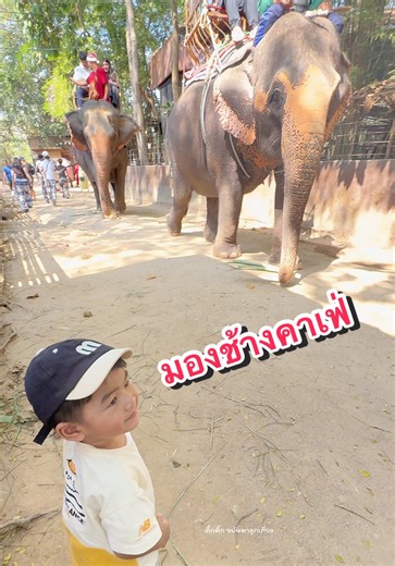 ..ลูกฉันกลัวตัวอะไรบ้างเนี่ย😅🐘🐎🦒 🐘ที่นี่ช้างเยอะมาก น่ารัก 💃🏼 มีโชว์สวยๆให้ดูด้วย อลังการสุด ❤️คนไทยเข้าฟรี (สั่งน้ำคนละแก้วได้) . #มองช้างคาเฟ่ #ช้าง #elephantthailand #พาลูกเที่ยว #ขยันพาลูกเที่ยว