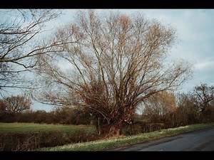 Pollarding: An ancient tree management technique that can prolong the life of your trees!
