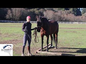 Two-Pole Matrix Groundwork Exercise for Horses