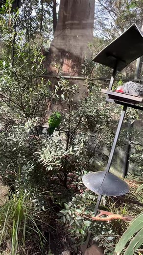 Luke' Nguyen on TikTok