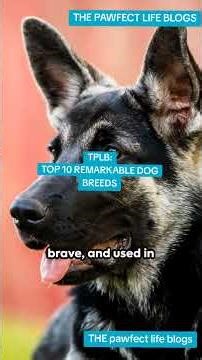 "TOP 10 REMARKABLE DOG BREED" #TOP10REMARKABLEDOGBREED #thepawfectlifeblogs #povdogs #unitedstates