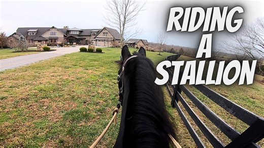 1.8K views · 192 reactions | In this video I show and talk about what it is like to ride a stallion. Riding a stallion can make you a better rider. My black stallion Wayne and I ride out on the trail. | Ed's Walking Horses | Facebook