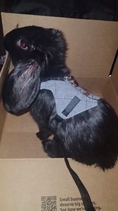 Hypeety Multipurpose Rabbit Vest Harness and Leash Set Small Animal Adjustable Soft Harness with Button Decor Formal Suit Style for Bunny Rabbit Kitten Small Animal Walking (L)