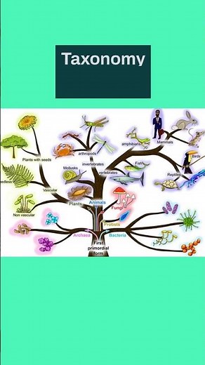 What are Taxonomy, Domain, Kingdom, Phylum, Class, Order, Family, Genus and Species? #biology