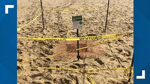Loggerhead sea turtle lays eggs in Virginia Beach