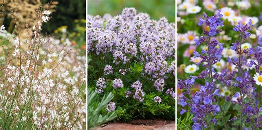 The most desirable soil type for a thriving garden