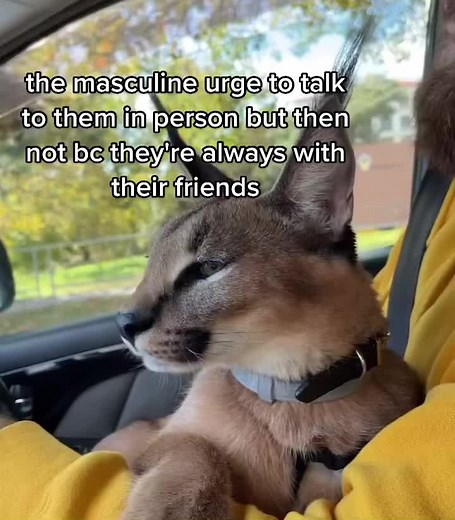 #caracals #babycaracal #babyfloppa #ogu #foryou #relatable #humor #floppa #caracal #fyp