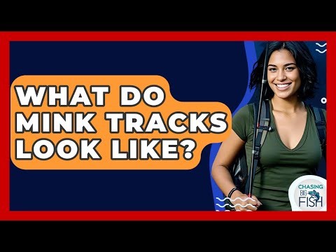 What Do Mink Tracks Look Like? - Chasing Big Fish