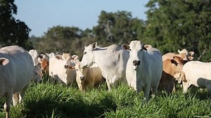 a herd of zebu cattle on pasture