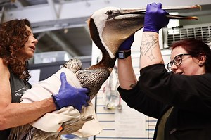 Hundreds of Starving Brown Pelicans Are Turning Up on California Beaches, Puzzling Wildlife Rescuers and Scientists