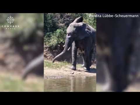 Elephant Survives with Hole in Her Trunk