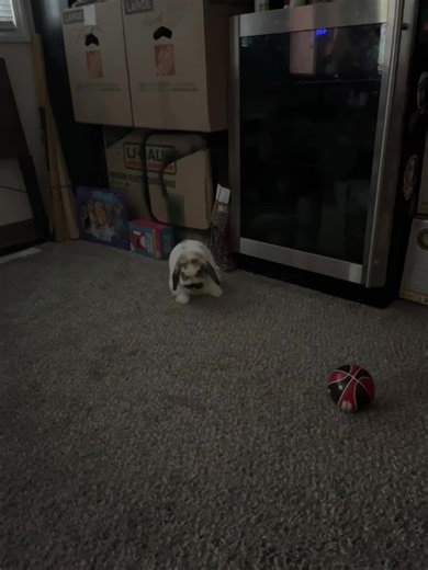 Mr Dusty bathing himself #rabbit #bunny #pet #bunnytok #rabbittok