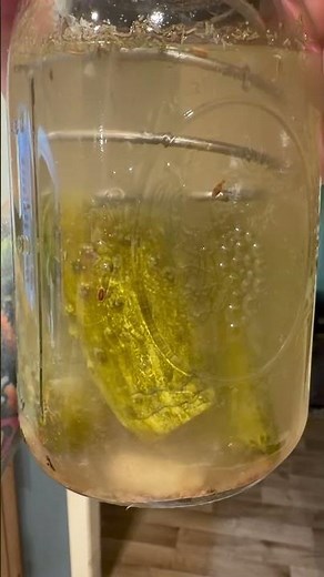 Fermented Pickles #fermentation ,#pickles ,#cucumber