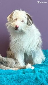 11K views · 67 reactions | Meet the lovely Portia! She’s a...