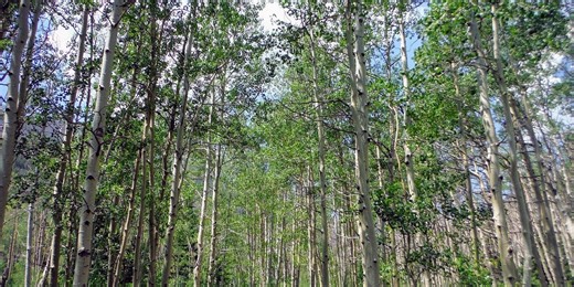 WHAT IS THE MEANING OF LIFE? and death