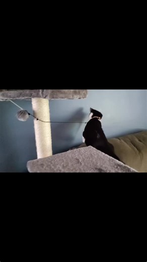 Sally Cat growls when she plays. 🖤🤍🖤 #catsoftiktok #fyp #SallyCat