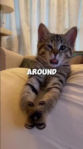 🐱 5 Tuxedo Cat Facts That Will Melt Your Heart! 🖤🤍