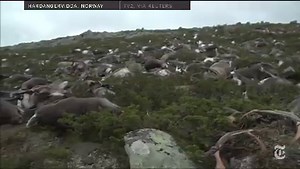 How Did Lightning Kill More Than 300 Reindeer?