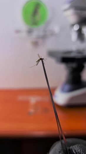 1.6M views · 67K reactions | Mosquito bajo el microscopio #microscopio #microterra #mosquito | MicroTerra | Facebook