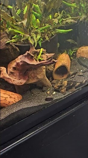 Can I get my pleco on camera? #aquarium #fish #pleco