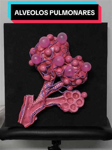 Maqueta de los alvéolos pulmonares | pulmonary embolism