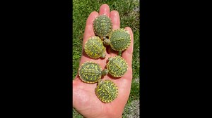 Rare paisley red-eared sliders hit 21.1K views in hand-held showcase