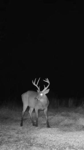 9 point eating corn on 12/20/25. Late muzzleloader season hunting tactics for mature deer explained.