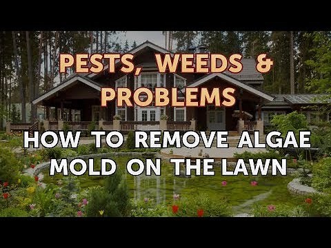 How to Remove Algae Mold on the Lawn