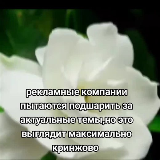 Aviashares: Navigating Advertising Trends