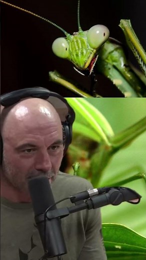 The Incredible Super Power of Praying Mantises - Joe Rogan and Forrest Galante