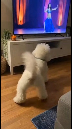 When your poodle learns belly dance from TV 😆📺🐩 #poodlelove #poodle #poodlelife #dogdance | About Poodle
