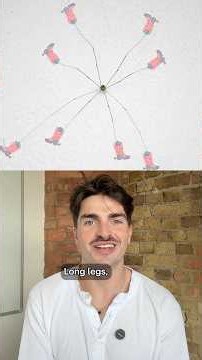 Daddy long legs are actually good dads