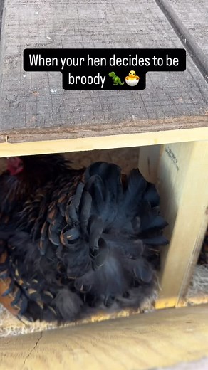1.4K views · 23 reactions | When your sweet hen suddenly turns into a tiny T-Rex 練 She’s very serious about motherhood right now. Anyone else have a broody girl in the coop? 諸 // #broodyhen #backyardchickens #chickenlife #funnychickens #homesteading #womenwhofarm #countrylife #chickensoftiktok #hensofinstagram #homestead #chickensofinstagram #farmlife | Kittycathomestead | Facebook