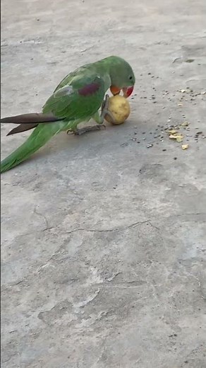 🦜 Mitho 💚 | Cute Talking Parrot with Song 🎶 | Funny & Adorable Parrot Video