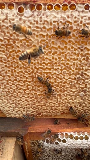 Capped ( stored ) honey ready for winter | Stanley’s bees
