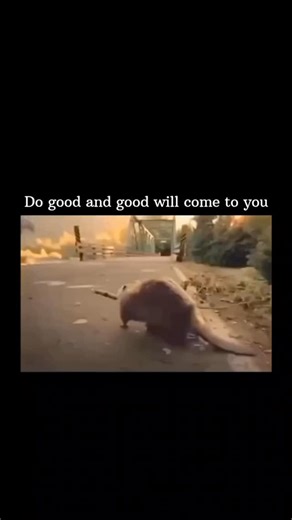 Meme in Laws on Instagram: "😂 A beaver is nature’s civil engineer. With sharp teeth and zero hesitation, it cuts down trees, builds dams, and casually reshapes entire ecosystems. What looks like chaos is actually smart design — slowing water, preventing floods, and creating habitats. Cute, chunky, and weirdly powerful, it’s proof that hard work and teeth can change the landscape."