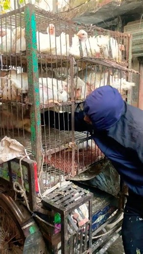 Broiler Chicken Unloaded from Van | Live Poultry Market Scene