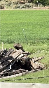 Rock chuck! What do you call them? #rockchuck #farm #familyfarm #farmlife