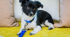 Adoption Ever After – Hudson - Home & Family
