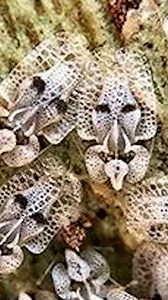 75K views · 83 reactions | Les tigres du platane prolifèrent particulièrement en région parisienne cet été et exaspèrent ceux qui y ont affaire. | Le Parisien 93 - Seine Saint Denis | Facebook