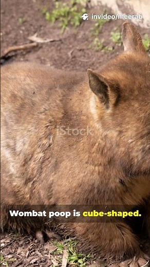 Interesting fun facts you probably didnt know!