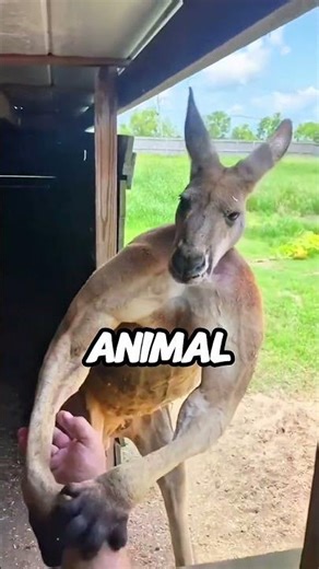 They Didn’t Expect Cows On The Track 😭🐄