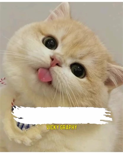 Han yarr🤭🥹😂#viral_video #foryou #trendingvedio❤️😉 #flypシ🤗❤️🙏 #viral_video