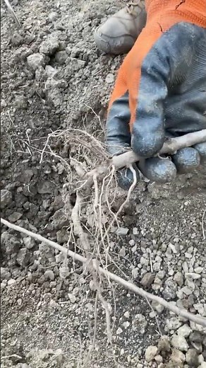 Rootstock propagation (clonal rootstock)