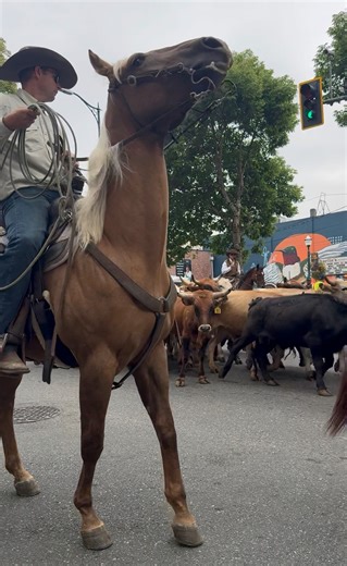 70K views · 1.2K reactions | Thank you, Washington State Fair for a fun, festive rodeo parade in downtown Puyallup! #cattle #puyallup #ICYMI | Puyallup Main Street Association | Facebook
