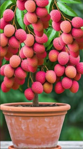 How to Grow a lychee Tree! A great way to grow your litchi tree at home! #litchi #fruittree