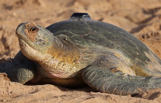 Horizon - Arribada | Open Source Technology for Wildlife, People & Planet