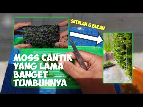 Moss Fissiden Nobilis,moss paling langka di dunia aquascape